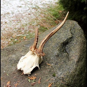 Genuine wild deer horn, Natural roe deer antler , European roe deer trophy Horns with skull, wall decor from natural deer horns.