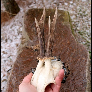 Natural Roe Deer Antler Trophy: Wild Deer Horn Wall Decor (8.66 inch)