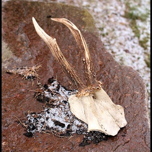 Natural Roe Deer Antler Trophy: Wild Deer Horn Wall Decor (8.66 inch)