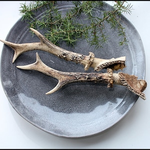 Genuine wild deer horn,Natural roe deer antler,Roe Antlers Taxidermy,roe deer antler,Antlers for Rustic Decor, art supplies handle parts