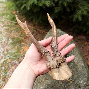 Genuine Roe Deer Antler Trophy with Skull - Natural Wall Decor (21cm)