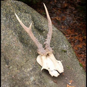 Genuine wild deer horn, Natural roe deer antler , European roe deer trophy Horns with skull, wall decor from natural deer horns(4).