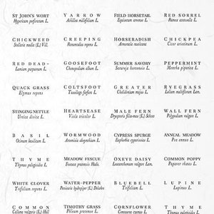 May include: A vintage botanical illustration chart featuring the names and Latin names of various plants and herbs. The chart is titled "R1887 Collection" and includes plants such as White Mustard, Ribgrass, and Chamomile.