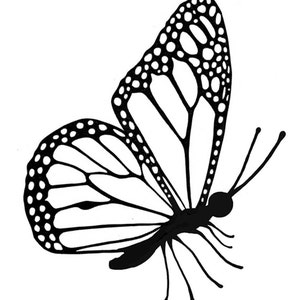 May include: Black and white line drawing of a butterfly with intricate wing patterns. The butterfly is in flight with its wings spread wide.