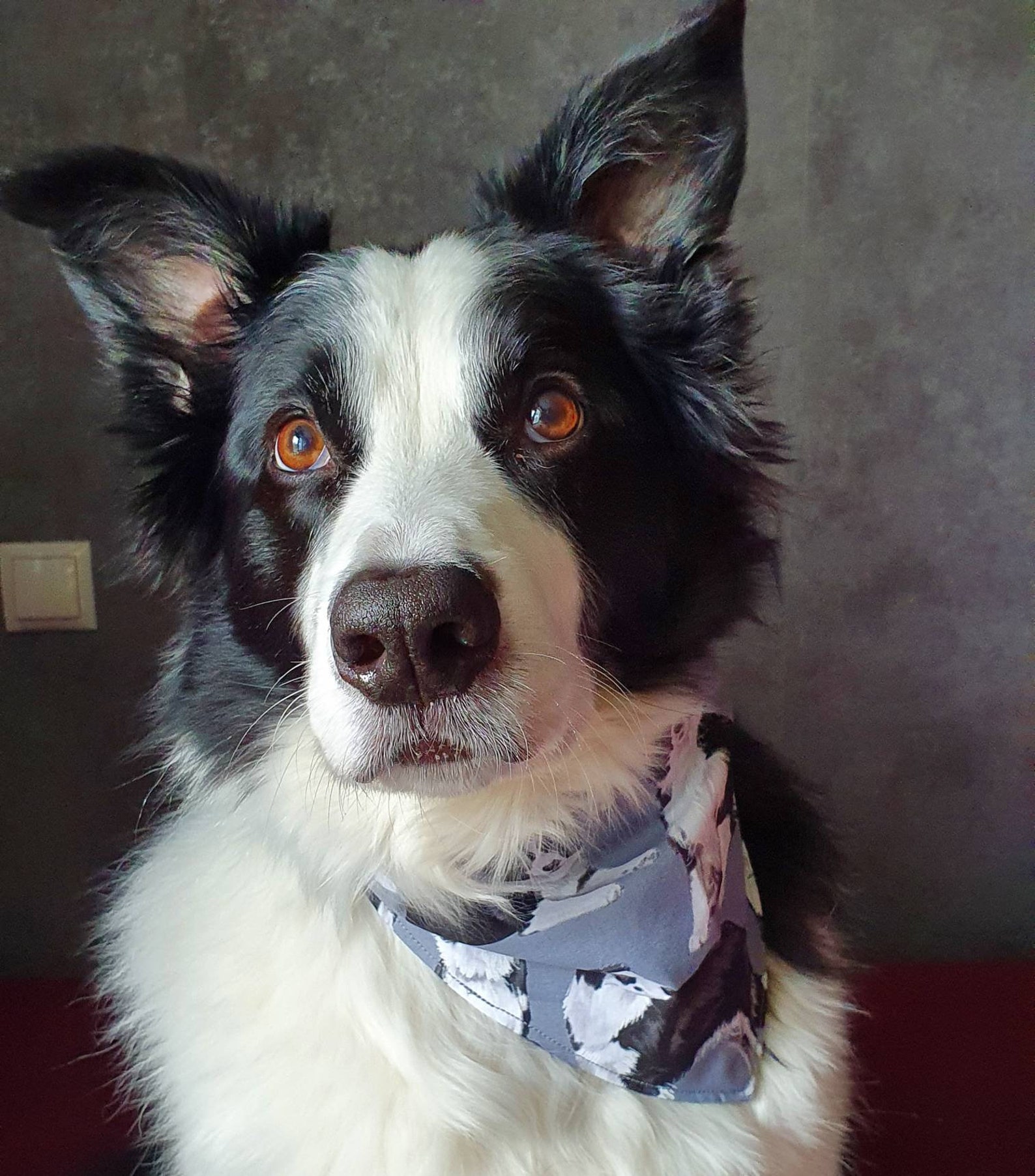 Halstuch Hund Bandana Dreieckstuch zum binden Baumwolle Border Etsy