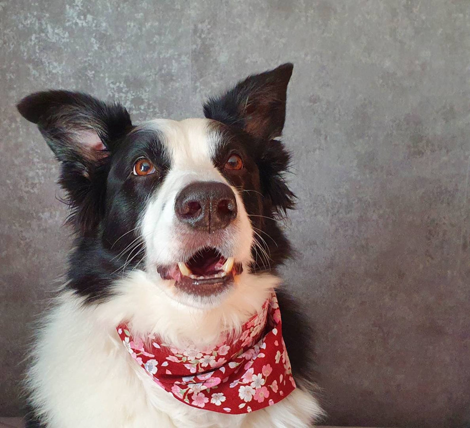 Halstuch Hund Bandana Dreieckstuch zum binden Japanische Etsy