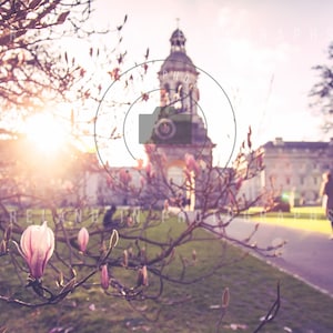 Trinity College Dublin Ireland. Trinity College Pink Magnolias . Trinity College Dublin. Fine art Print . Wall decor for Den. Irish Heritage