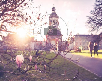 Trinity College Dublin Ireland. Trinity College Pink Magnolias . Trinity College Dublin. Fine art Print . Wall decor for Den. Irish Heritage
