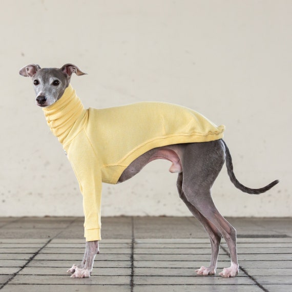Etsy italian greyhound clothes hotsell