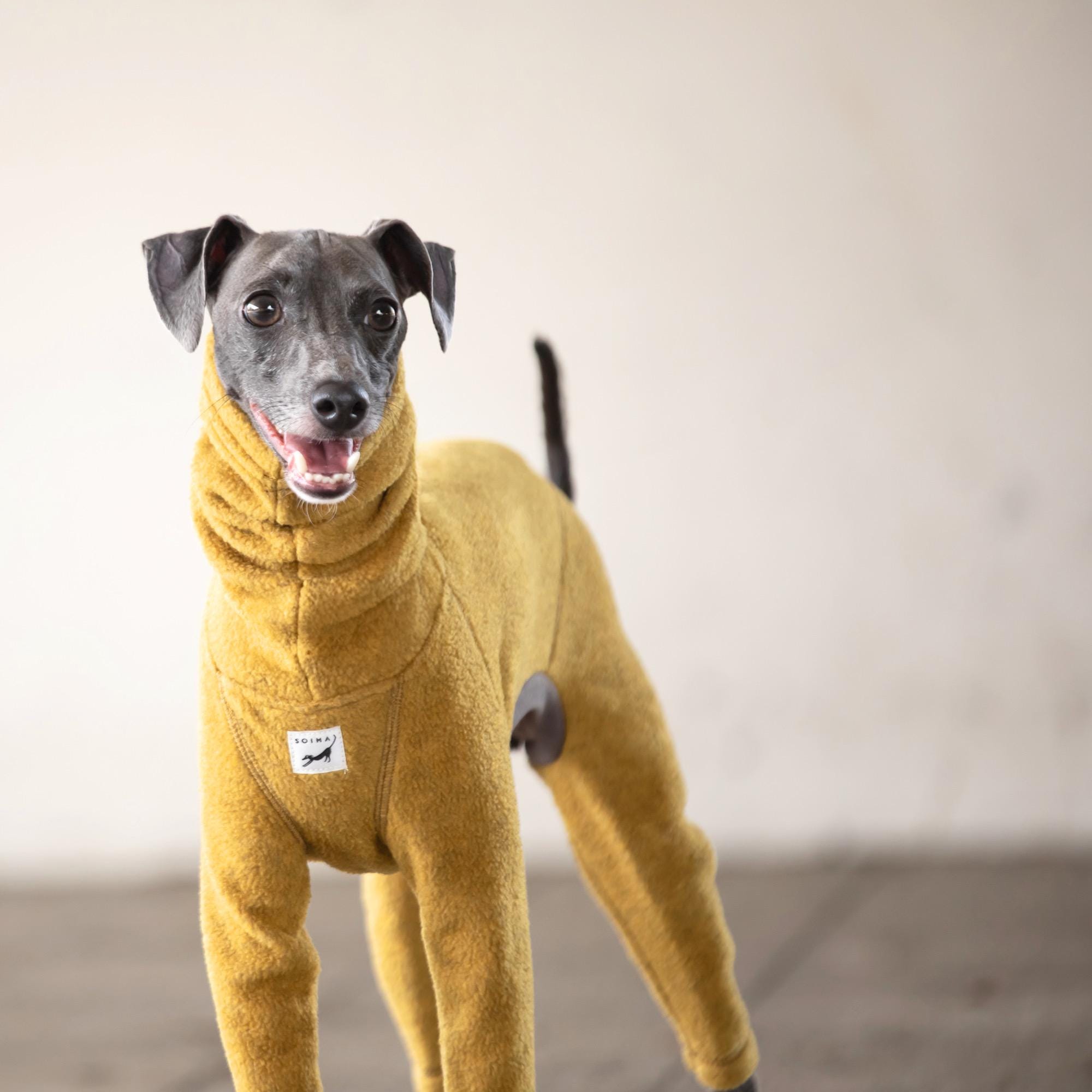 Etsy italian greyhound clothes outlet