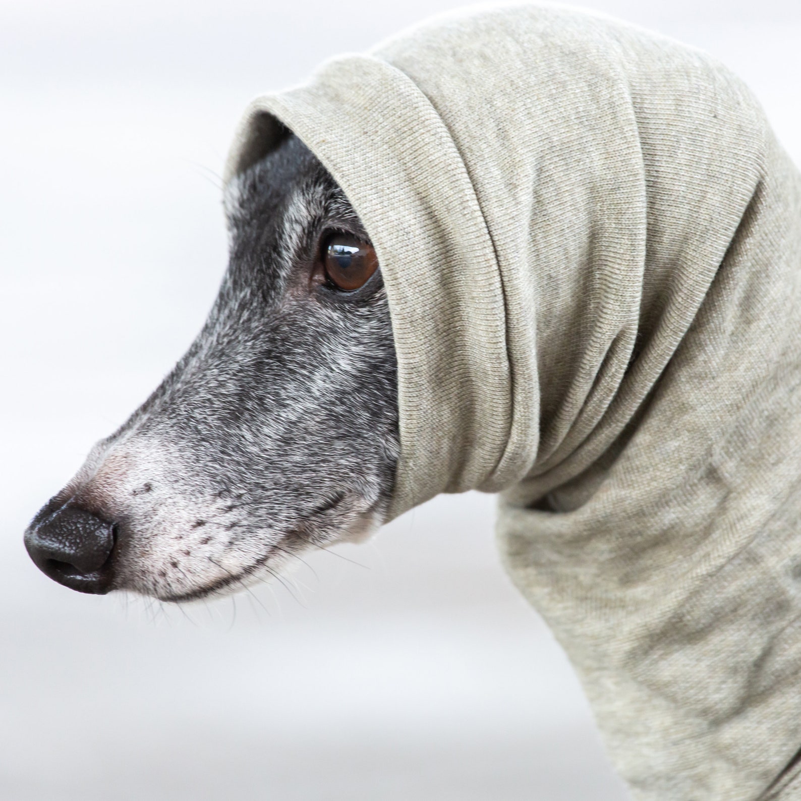 Italian Greyhound Clothing Light Weight Organic Cotton Suit Etsy