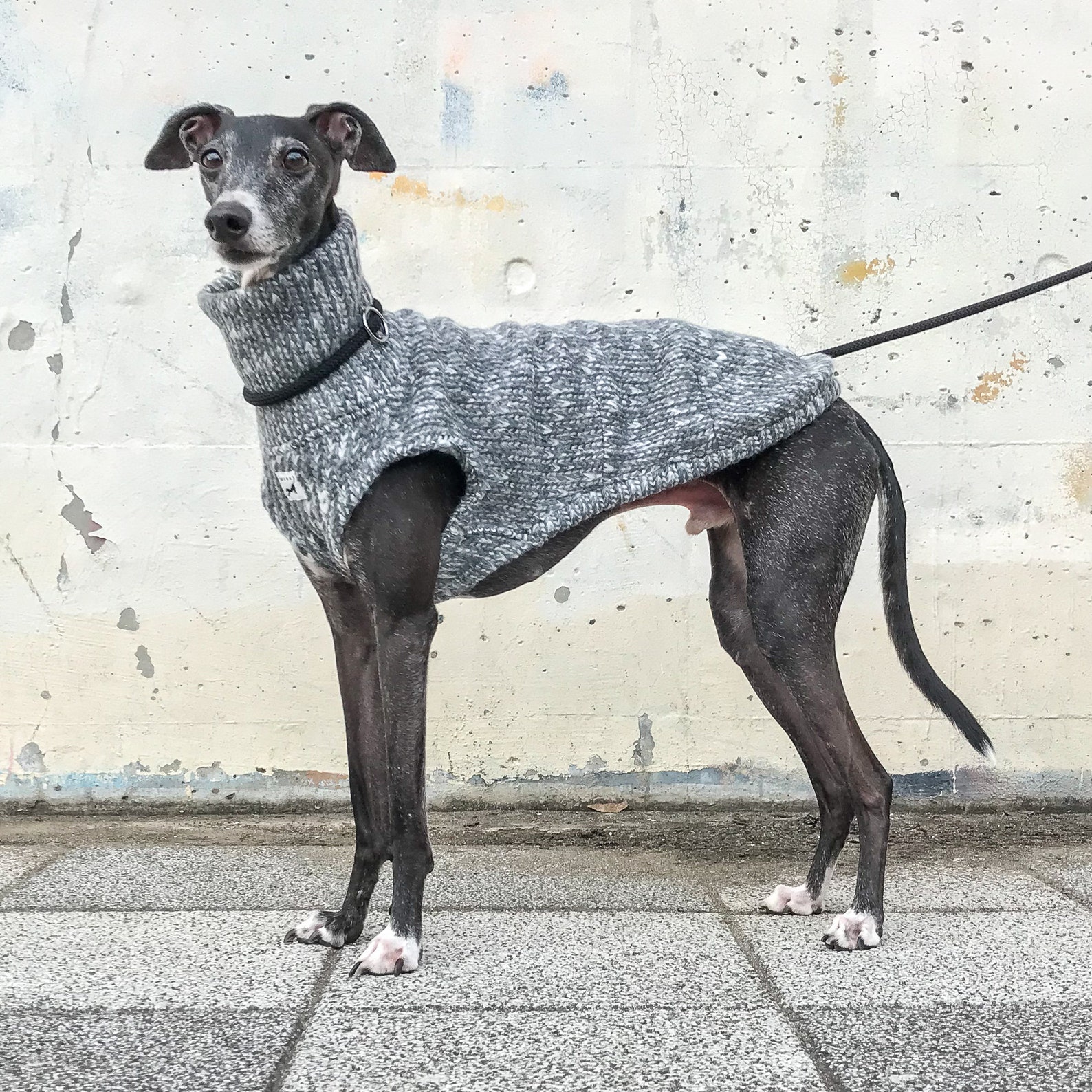 Italian Greyhound Clothing Wool Handknitted style Vest Etsy