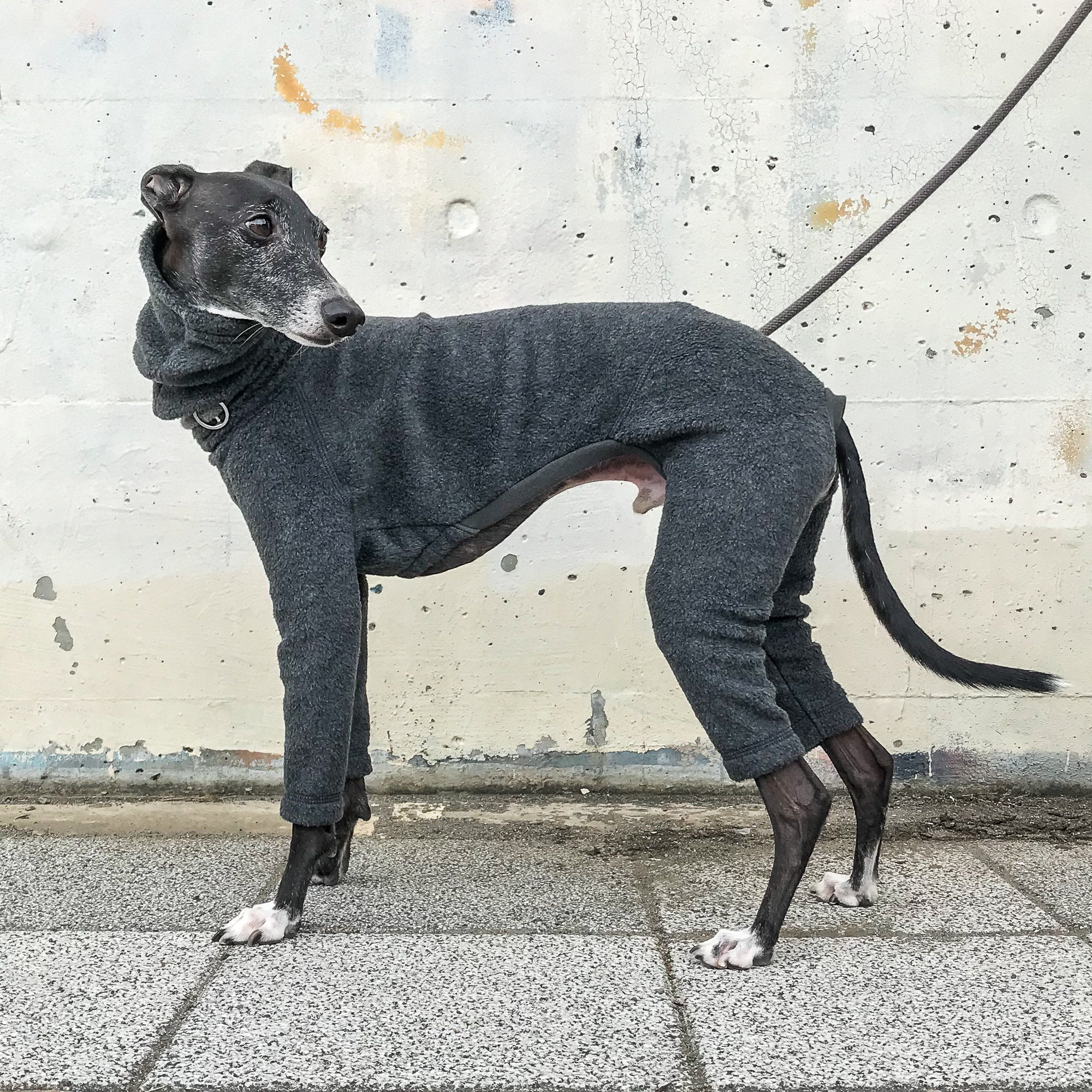 Iggy'S Playful Fitness:  Italian Greyhound Fun - 5p1wgfx
