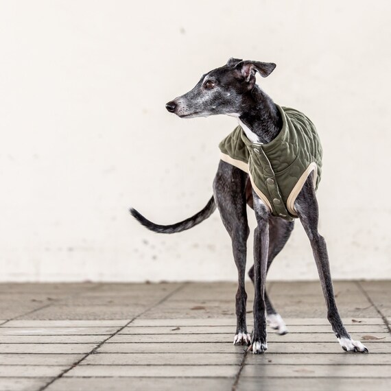 Whippet Italian Greyhound Clothing Quilted Vest Coat Outer - Etsy