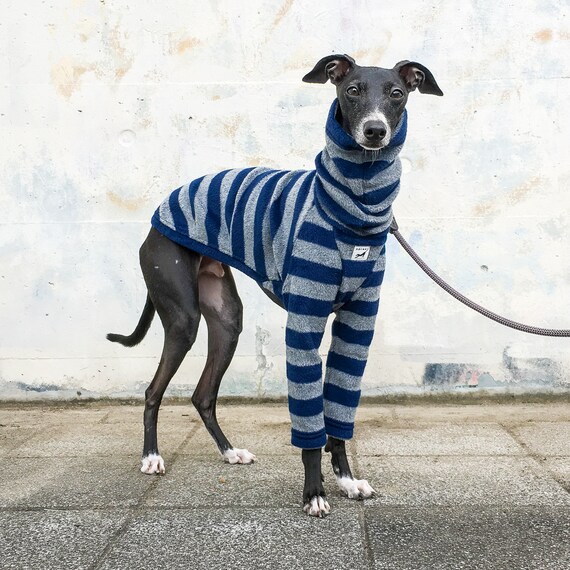 striped greyhound