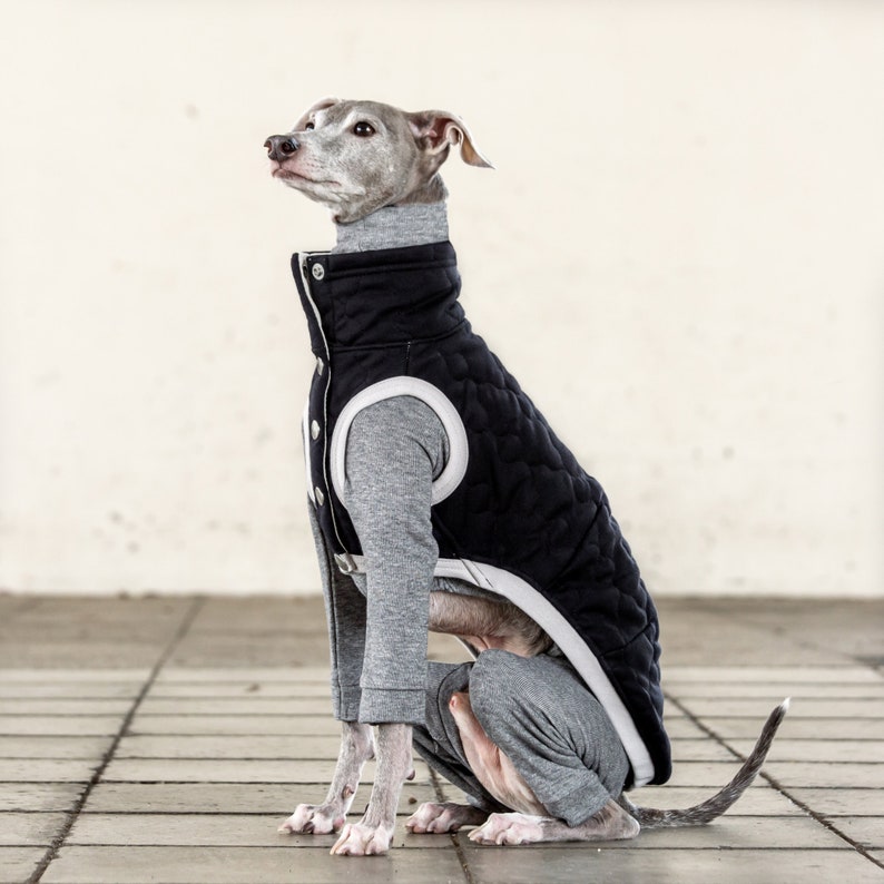 Whippet, Italian Greyhound Clothing, Quilted Vest, Coat, Outer BLACK image 5