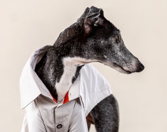 Italian Greyhound Clothing, Vintage Like Typewriter Shirts [IVORY]