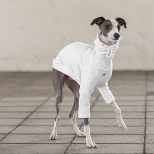 May include: A slender Italian Greyhound dog wearing a white, long-sleeved dog sweater with a high collar. The dog has a gray and white coat and is standing on a tiled surface.