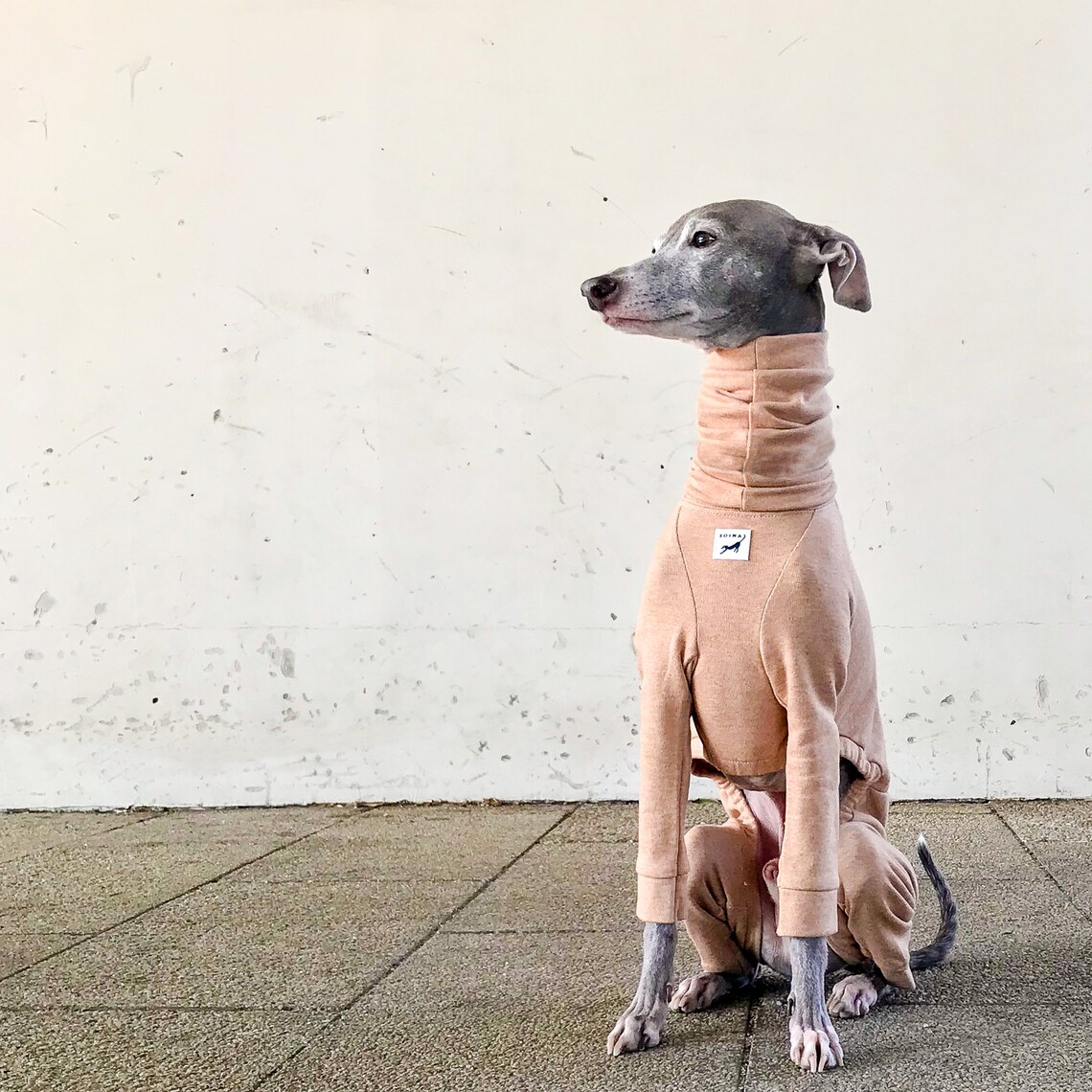 Italian Greyhound Clothing Light weight Organic Cotton Suit Etsy