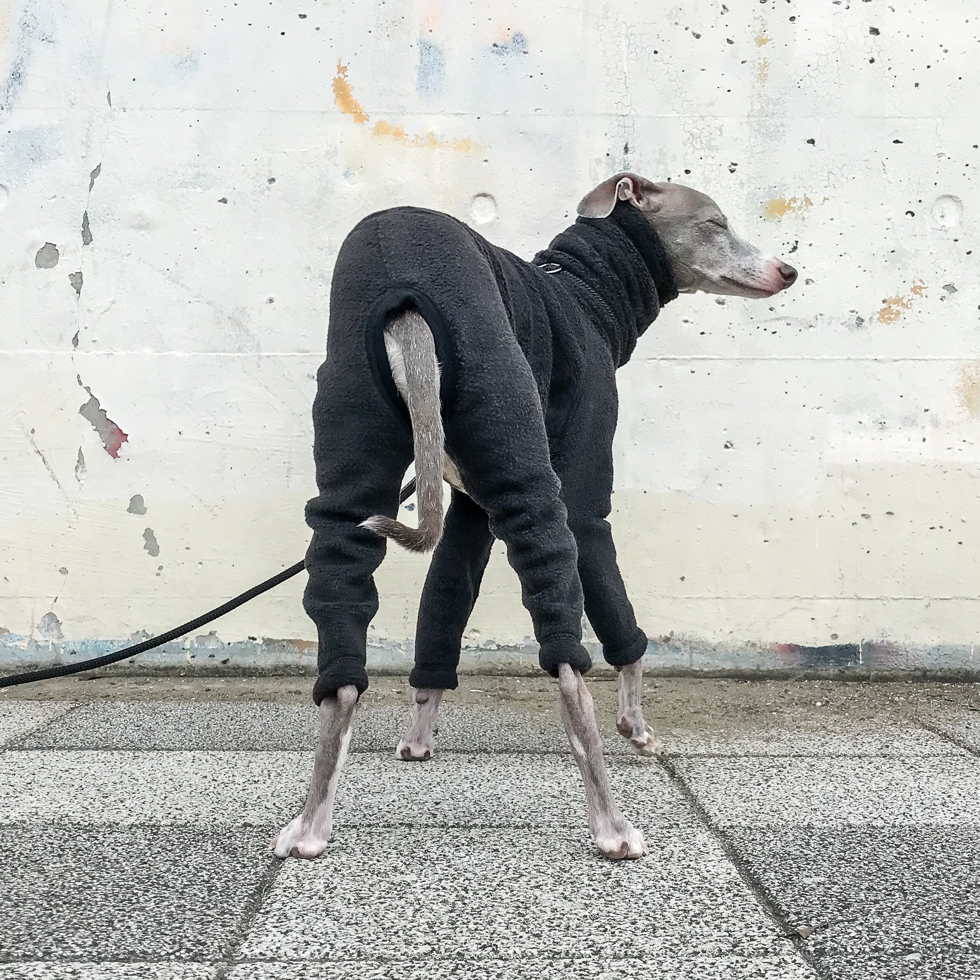 Italian Greyhound Clothing Fleece Etsy