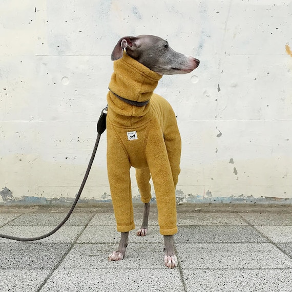 Italian Greyhound Clothes Italian Greyhound Clothes
