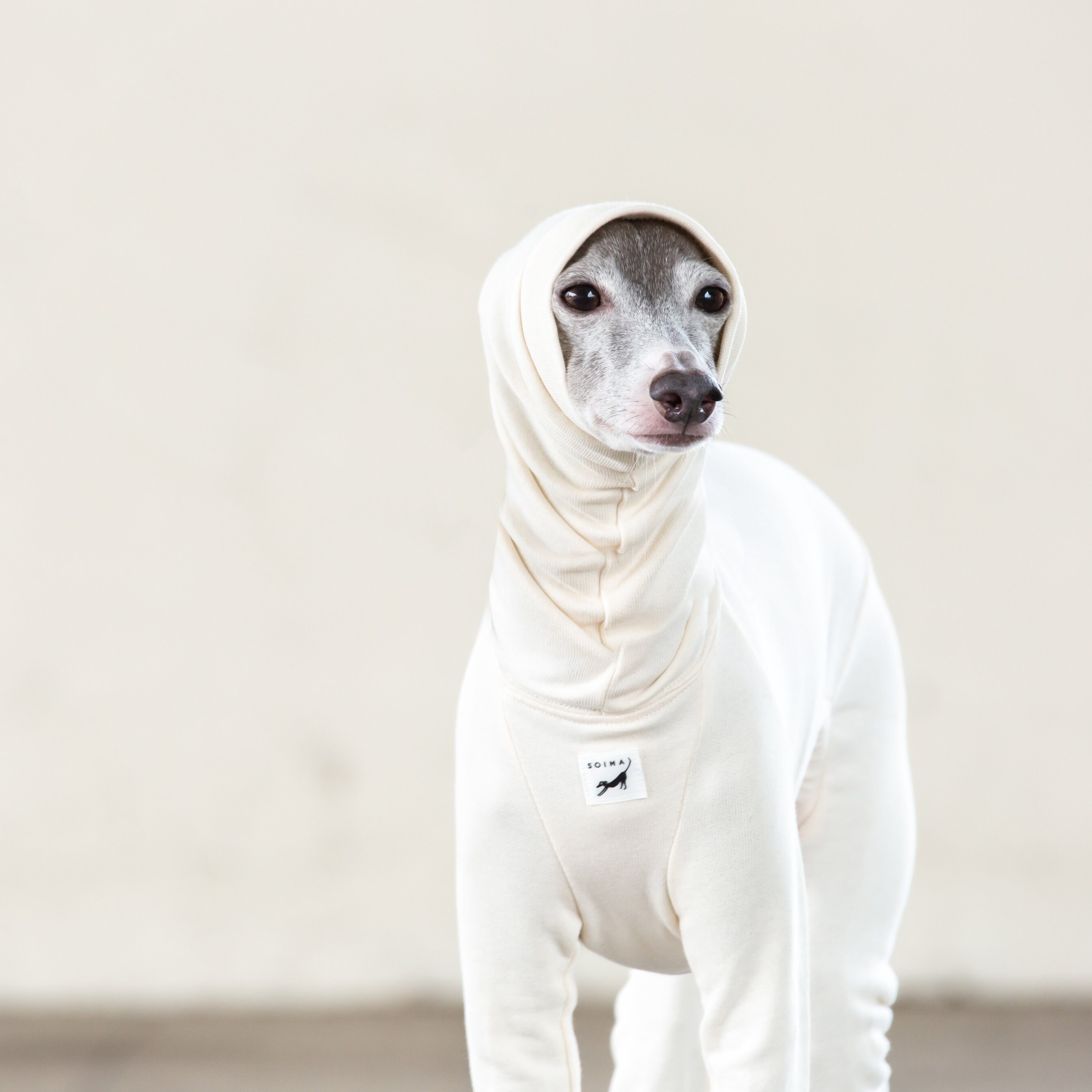 Italian Greyhound Clothing Light weight Organic Cotton Suit Etsy