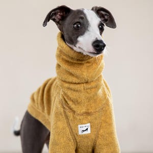 May include: A grey and white Italian Greyhound wearing a mustard yellow fleece dog sweater with the word "SOIMA" on a white tag.