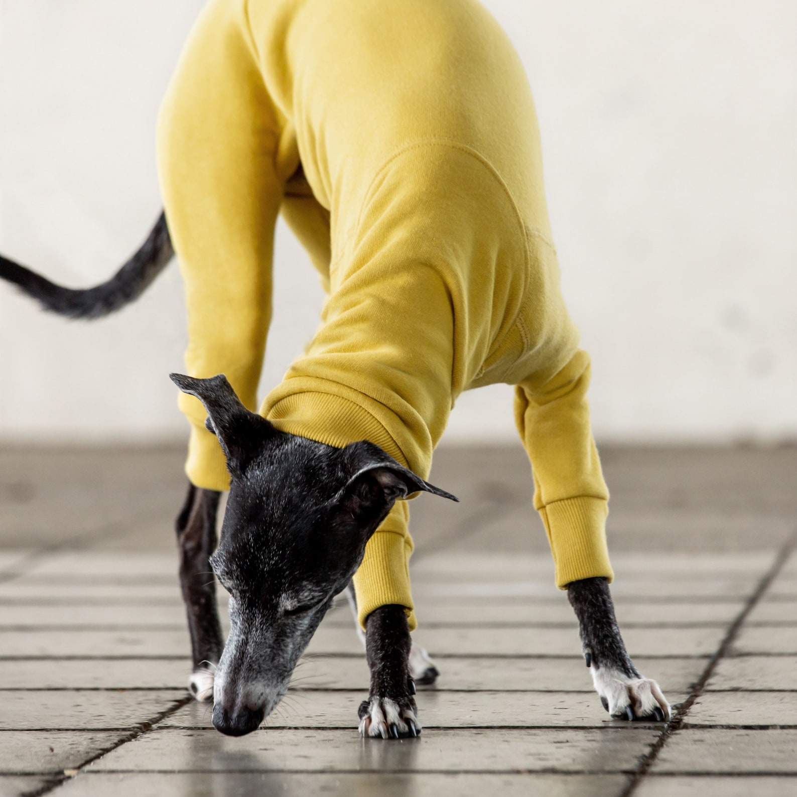 Italian Greyhound Clothing Cotton Sweat Etsy