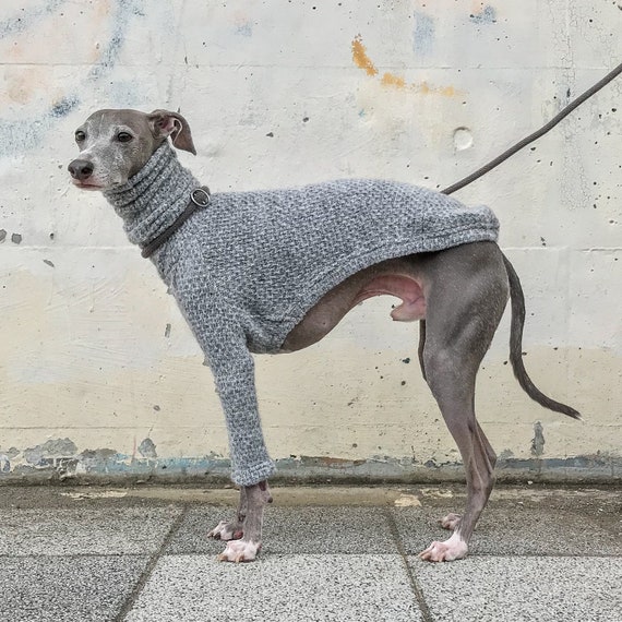italian greyhound in clothes