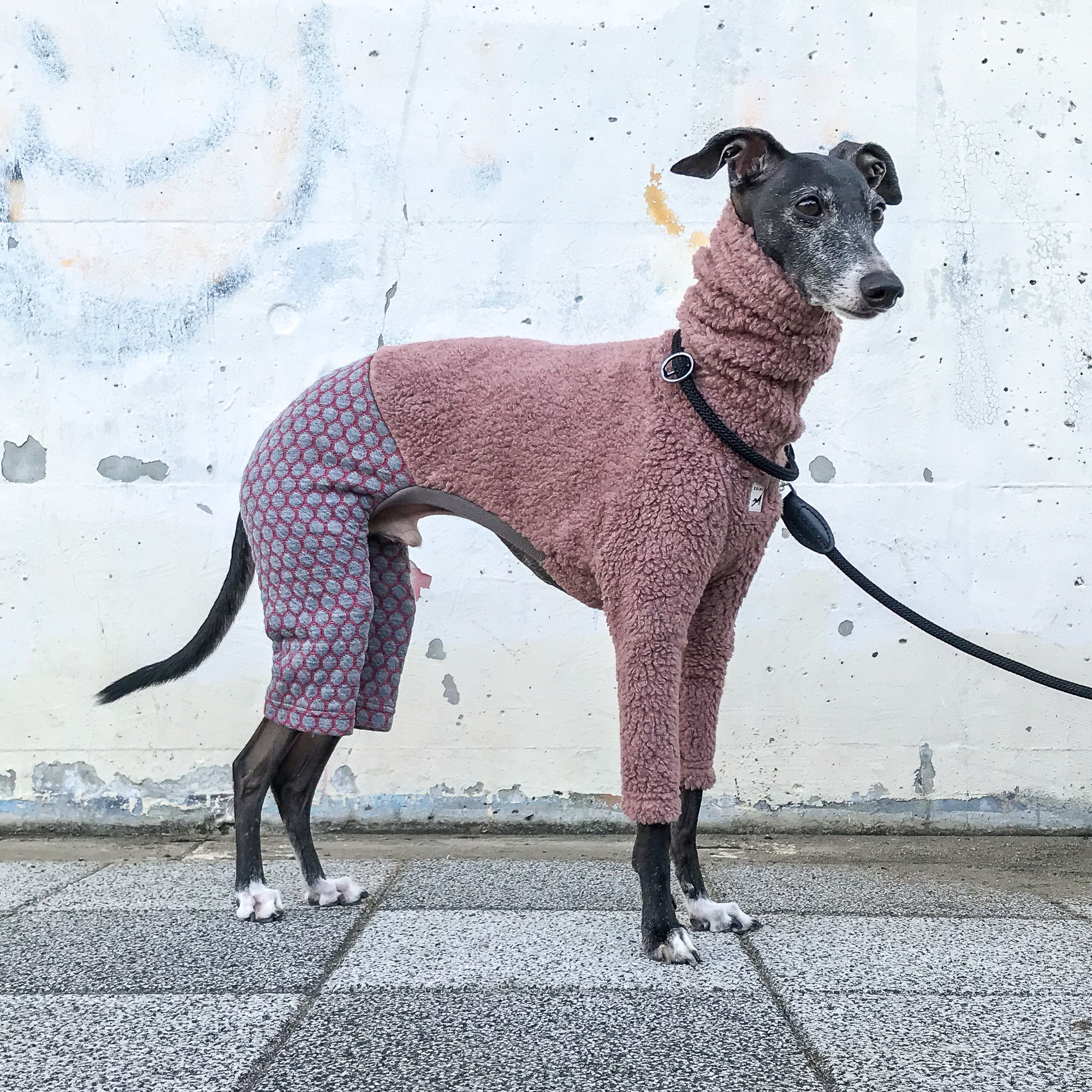 Italian Greyhound Clothing Italy Boa Knit Switching Dots Etsy