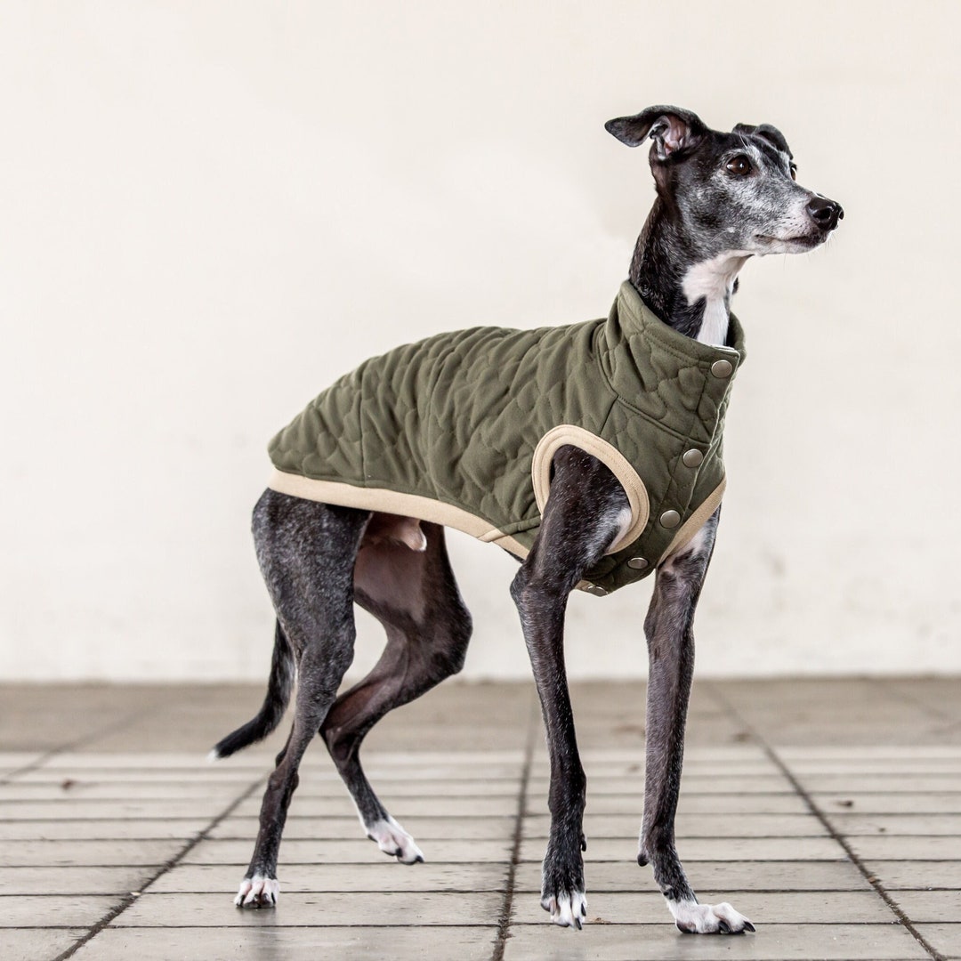 Whippet Italian Greyhound Clothing Quilted Vest Coat Outer - Etsy