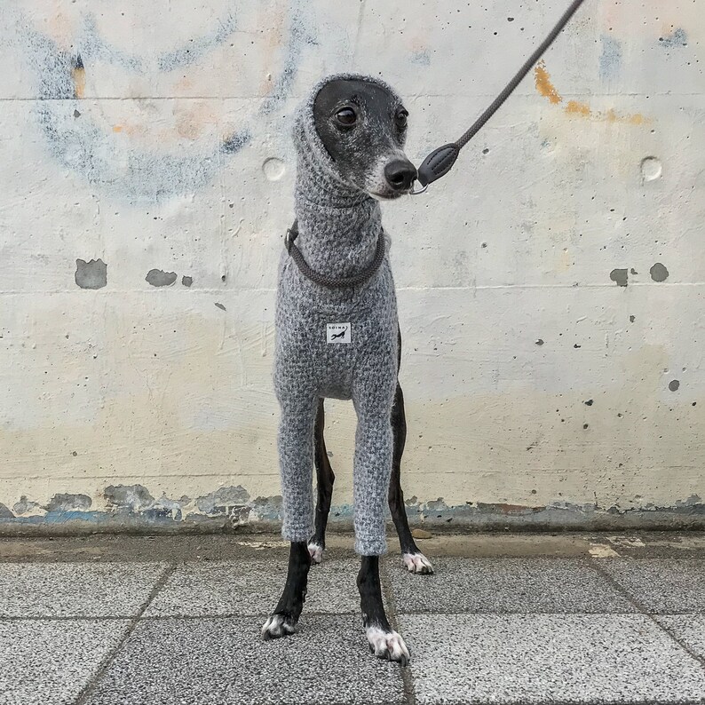Do Italian Greyhounds Need Sweaters