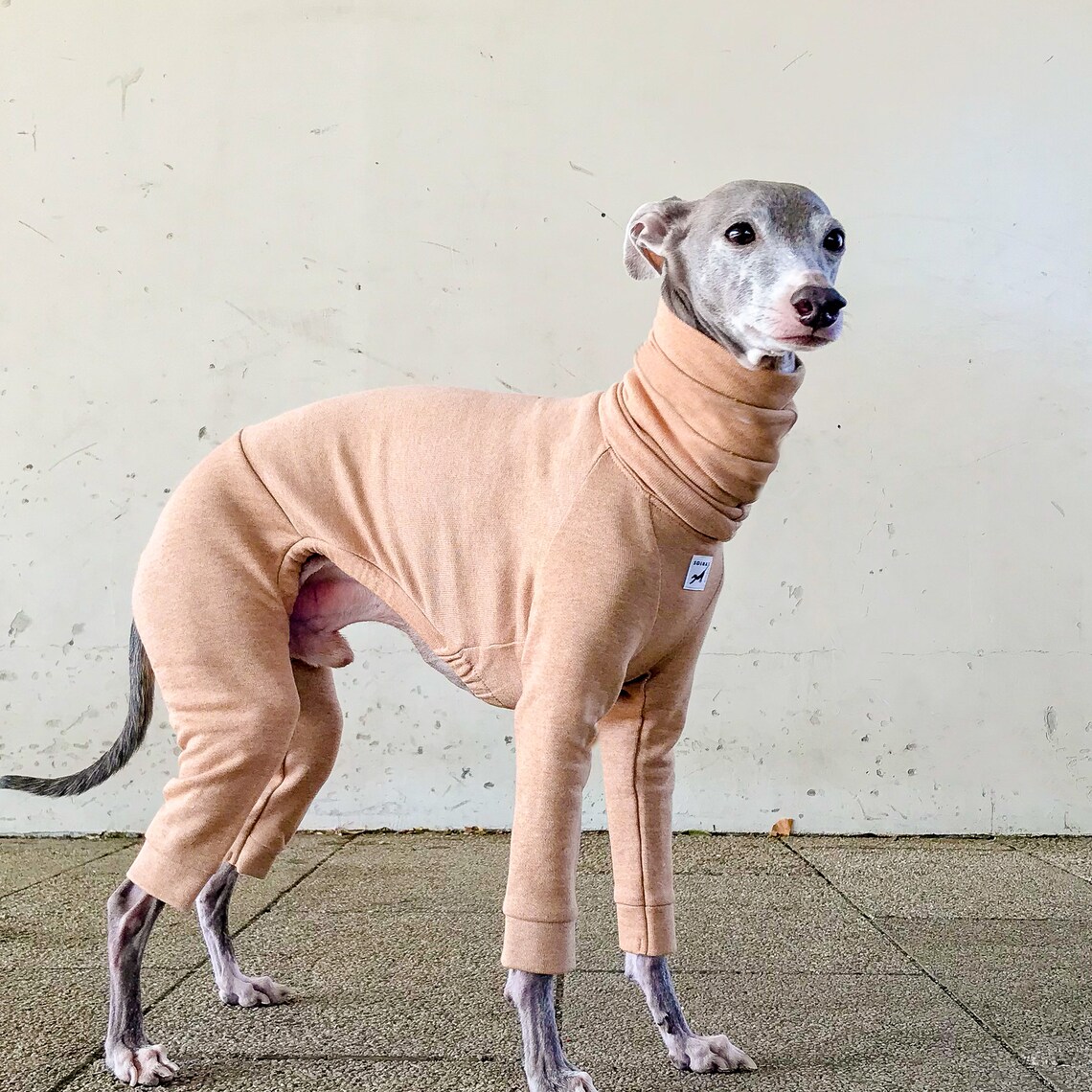 Italian Greyhound Clothing Light weight Organic Cotton Suit Etsy