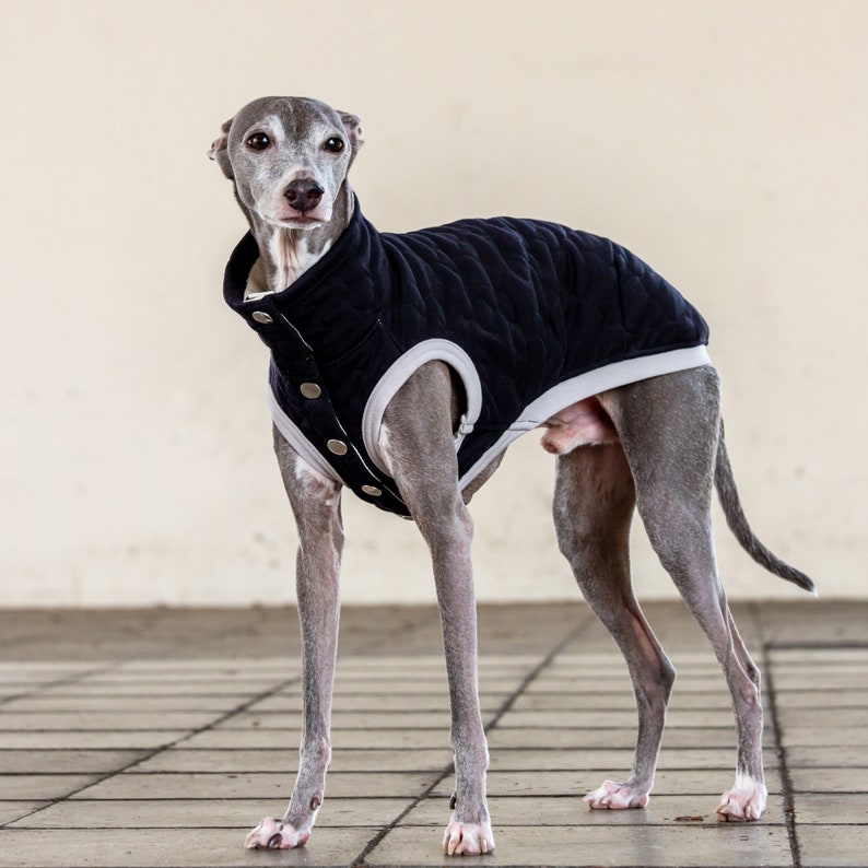 Whippet, Italian Greyhound Clothing, Quilted Vest, Coat, Outer BLACK image 2