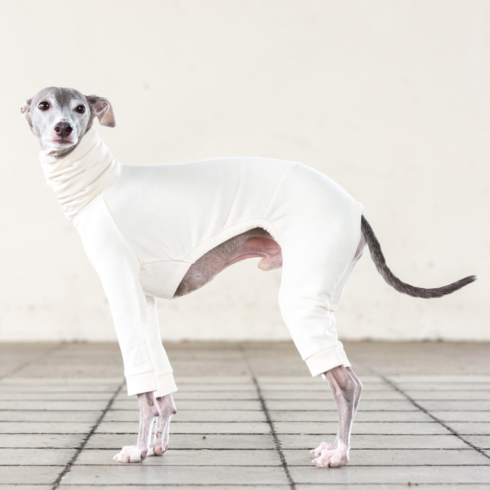 Italian Greyhound Clothing Light weight Organic Cotton Suit Etsy