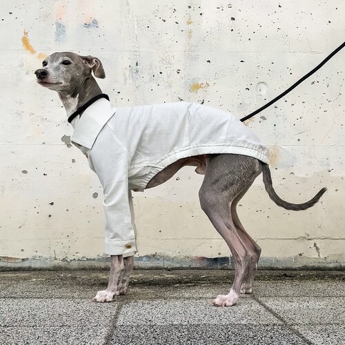 Italian Greyhound Clothing Fleece Etsy