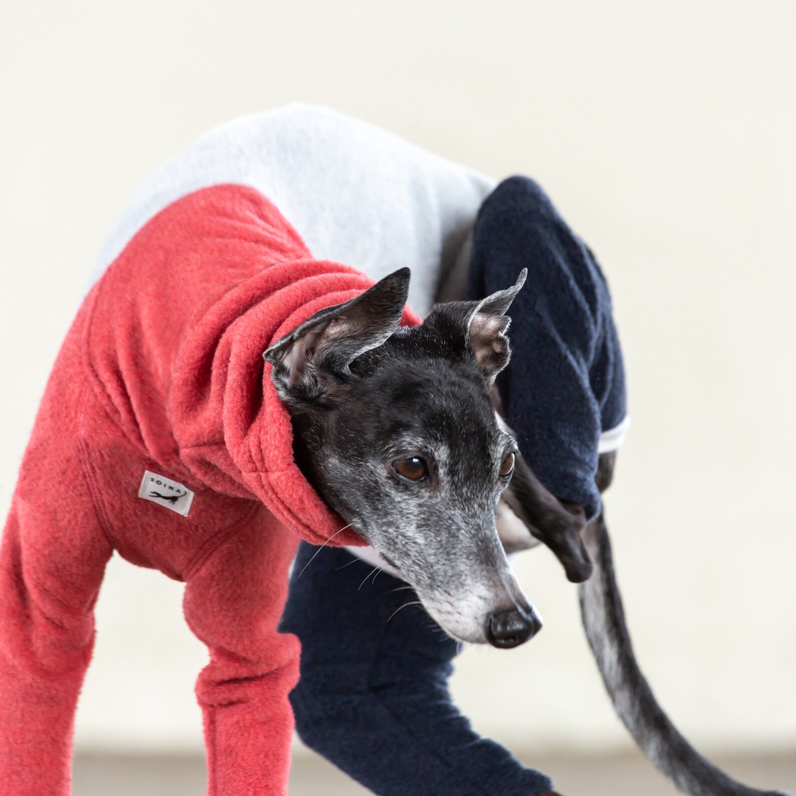 Italian Greyhound Clothing Fleece Etsy