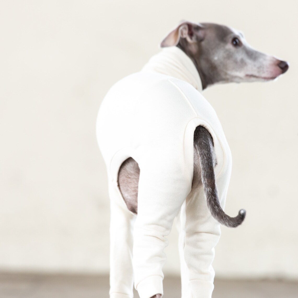 Italian Greyhound Clothing Light weight Organic Cotton Suit Etsy