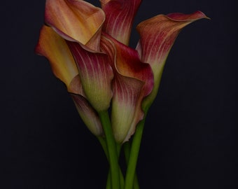 floral still life photography, calla lilies, fine art photography