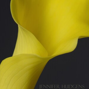 Fowers en florero Daffodile bodegones flores amarillas - Etsy México
