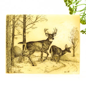Op de afbeelding: Een vintage, vergeelde papieren afdruk van een zwart-witte tekening van twee herten in een bosrijke omgeving. De herten lopen over een pad in het bos. De afdruk is gesigneerd "John W. Wills" en heeft de tekst "Washington Mfg. Co. Inc." onderaan.