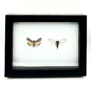 Moth and Cicada Shadow Box