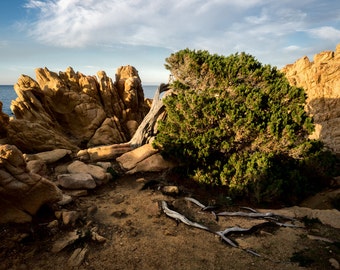 Fine Art Photography of Nature with Juniper of the coast of Sardinia. Landscape Archival Fine Art Prints for Home Office Room Decor Wall Art