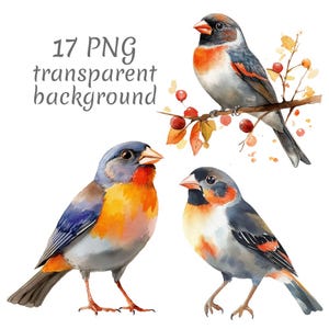 May include: Watercolor illustrations of three colorful birds with detailed plumage. One bird perches on a branch with berries, while the others stand. The image includes the text "17 PNG transparent background".