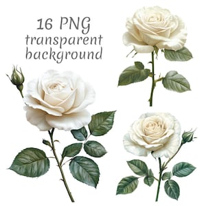 16 White rose watercolor clipart PNG. Digital Download, junk journals, transparent background high quality scrapbooking Card Making
