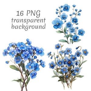 16 Forget-me-not flower watercolor clipart PNG. Digital Download, junk journals transparent background high quality scrapbooking Card Making