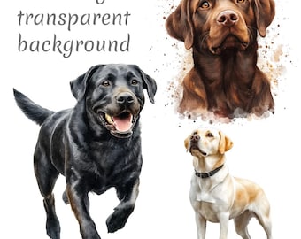 21 Labrador retriever watercolor Clipart PNG, Digital Download, junk journals, transparent background, high quality scrapbooking Card Making