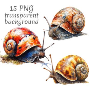 Images clipart aquarelle d&#39;escargots de jardin PNG. Téléchargement numérique, journaux indésirables, fond transparent, haute qualité, scrapbooking, fabrication de cartes