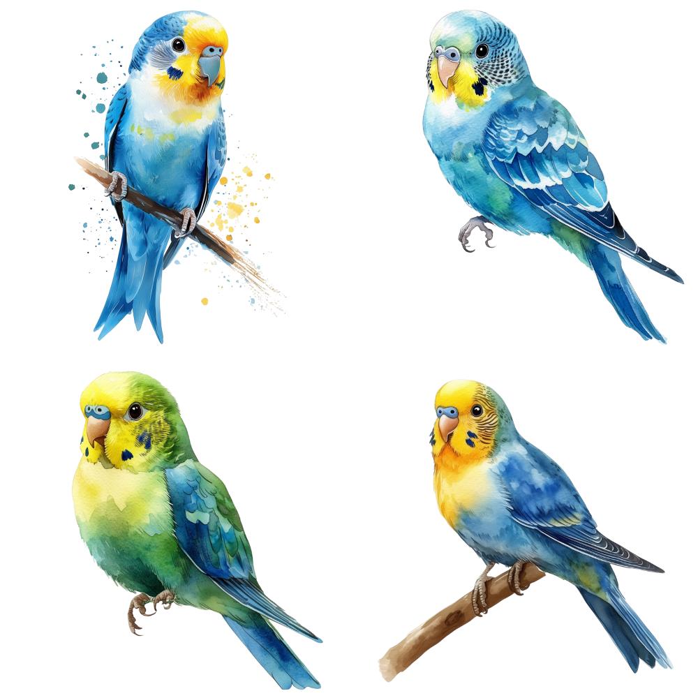 24枚のセキセイインコの水彩画クリップアートPNG。デジタル