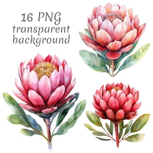 Op de afbeelding: Waterverfillustratie van drie protea-bloemen in roze en rode tinten, met groene bladeren. De afbeelding bevat de tekst "16 PNG transparent background" in grijs.